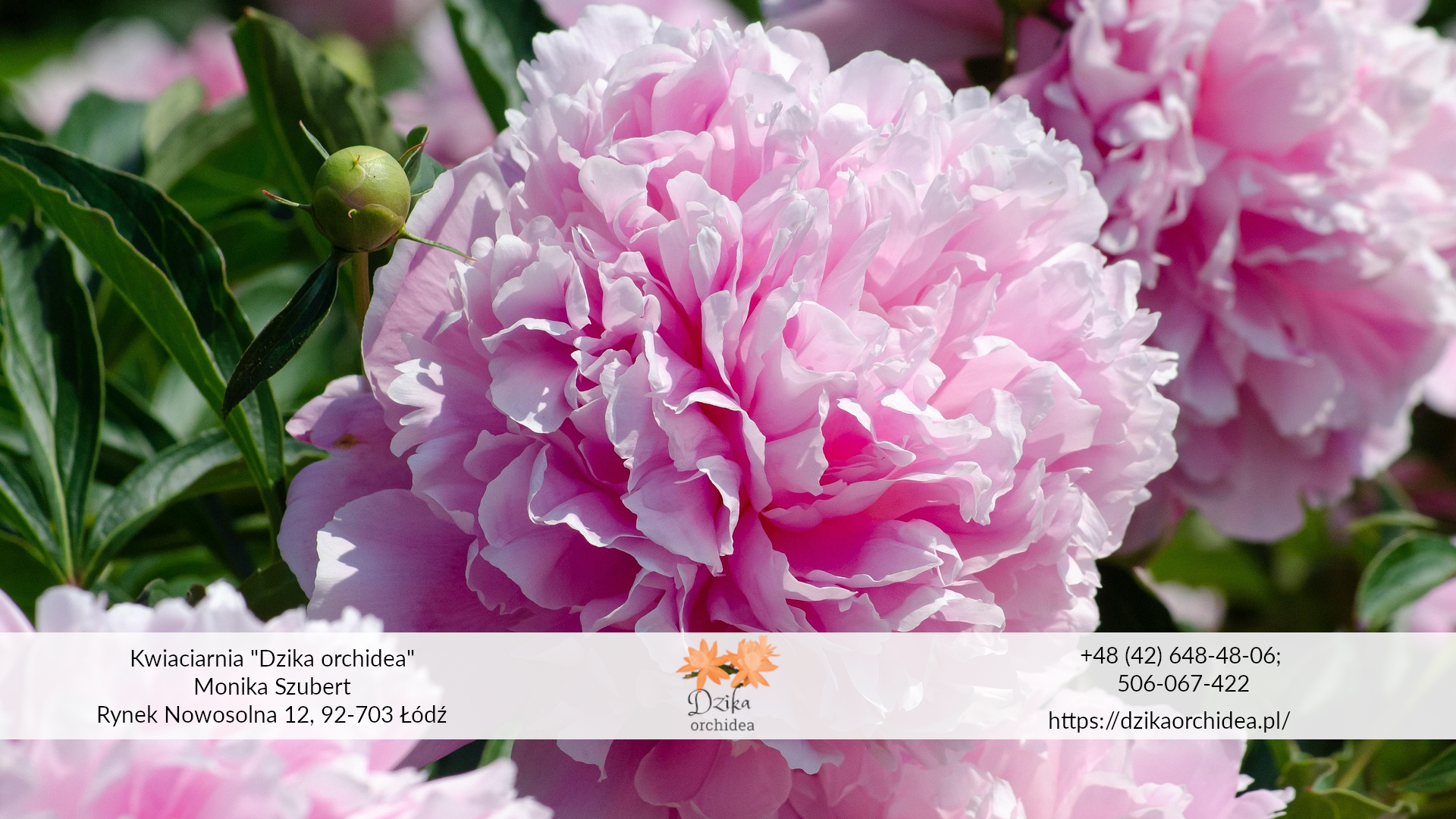 peonia różowa kwiat