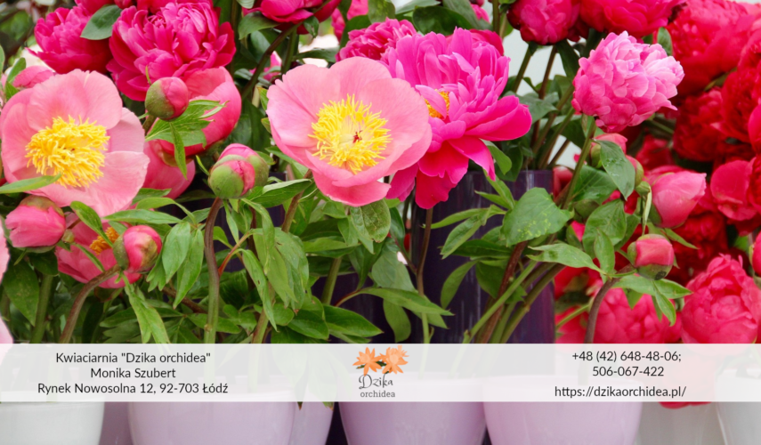peonia w doniczkach Kwiat peonii