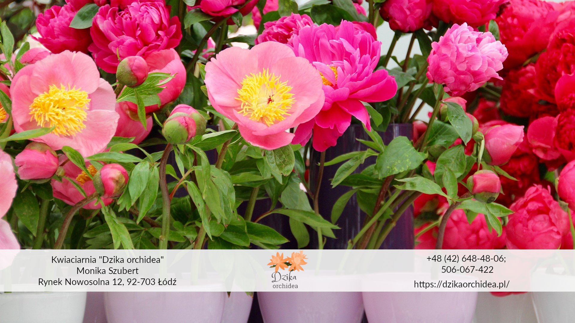 peonia w doniczkach Kwiat peonii