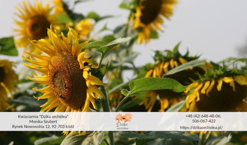 słonecznik bukiety słoneczników