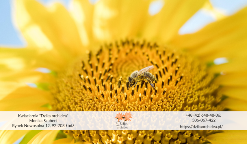 słonecznik i pszczoła