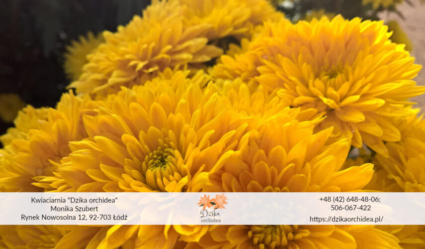 Chryzantemy złociste Flower box jesienny