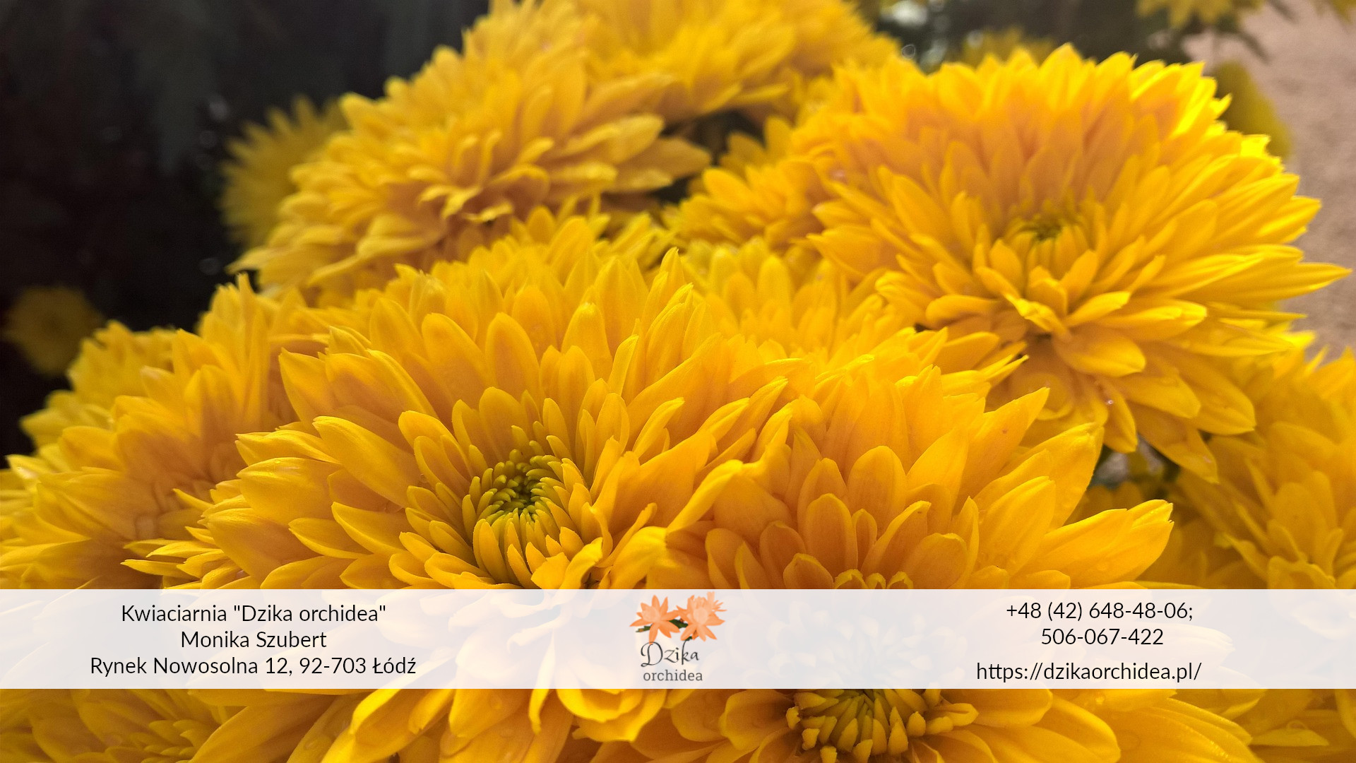 Chryzantemy złociste
Flower box jesienny