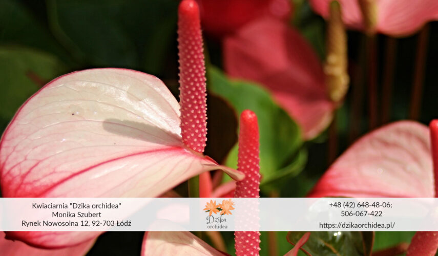 anturium kwiat flaminga Anturium odmiany