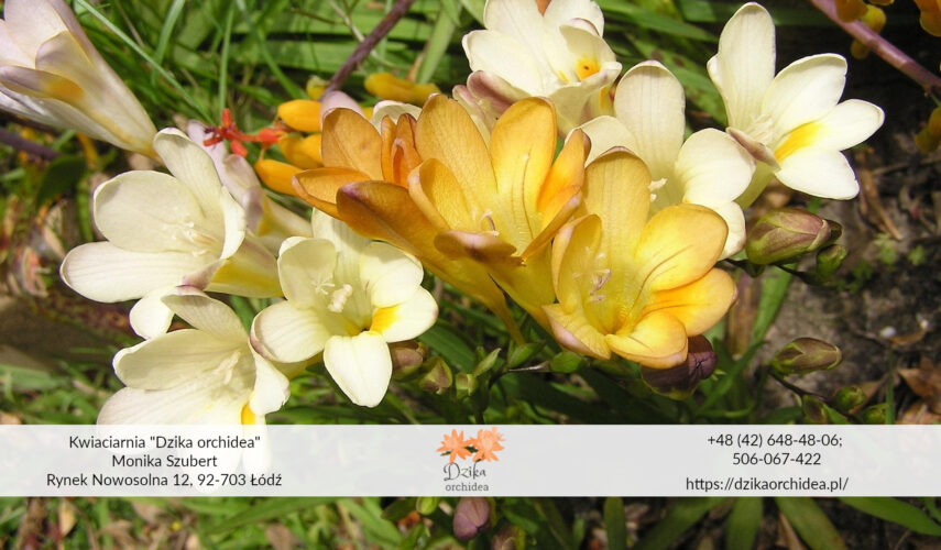 frezje w doniczce frezje kwiaty