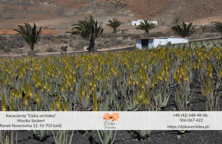 sukulent z Afryki aloes pole