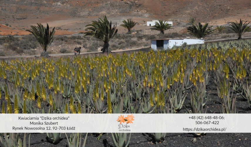 sukulent z Afryki aloes pole