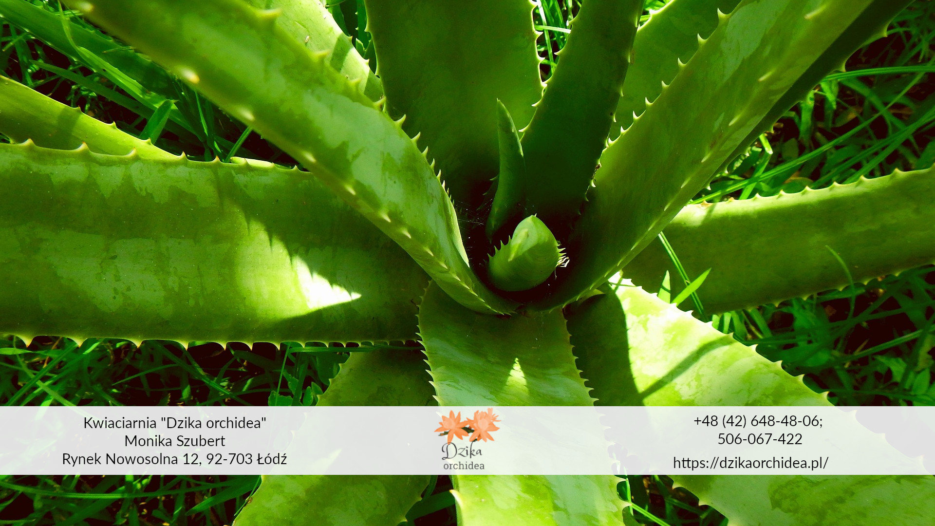 sukulent z Afryki aloes Kwiaty sukulenty