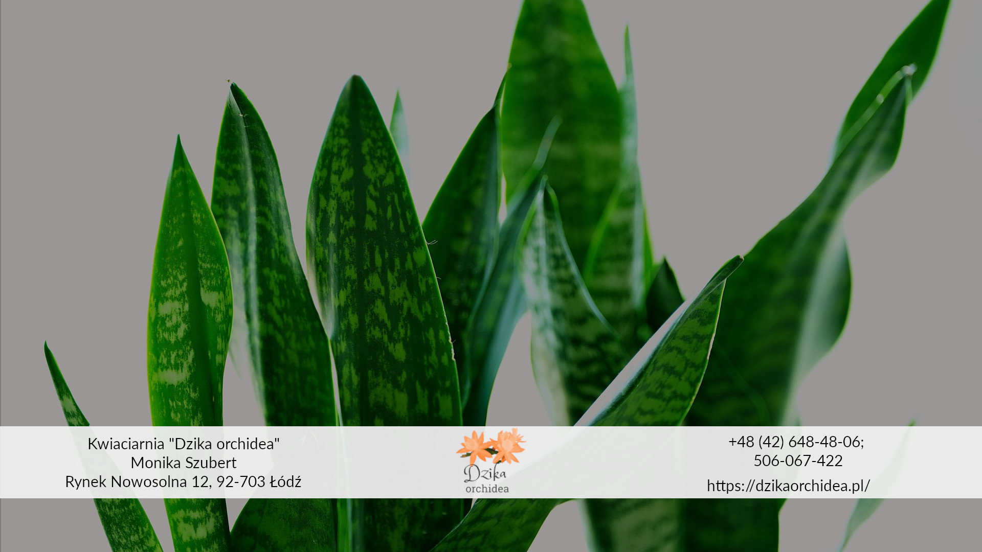 sukulent z Afryki sansewieria