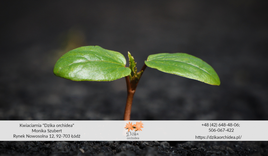 Najlepsza gleba dla kwiatów