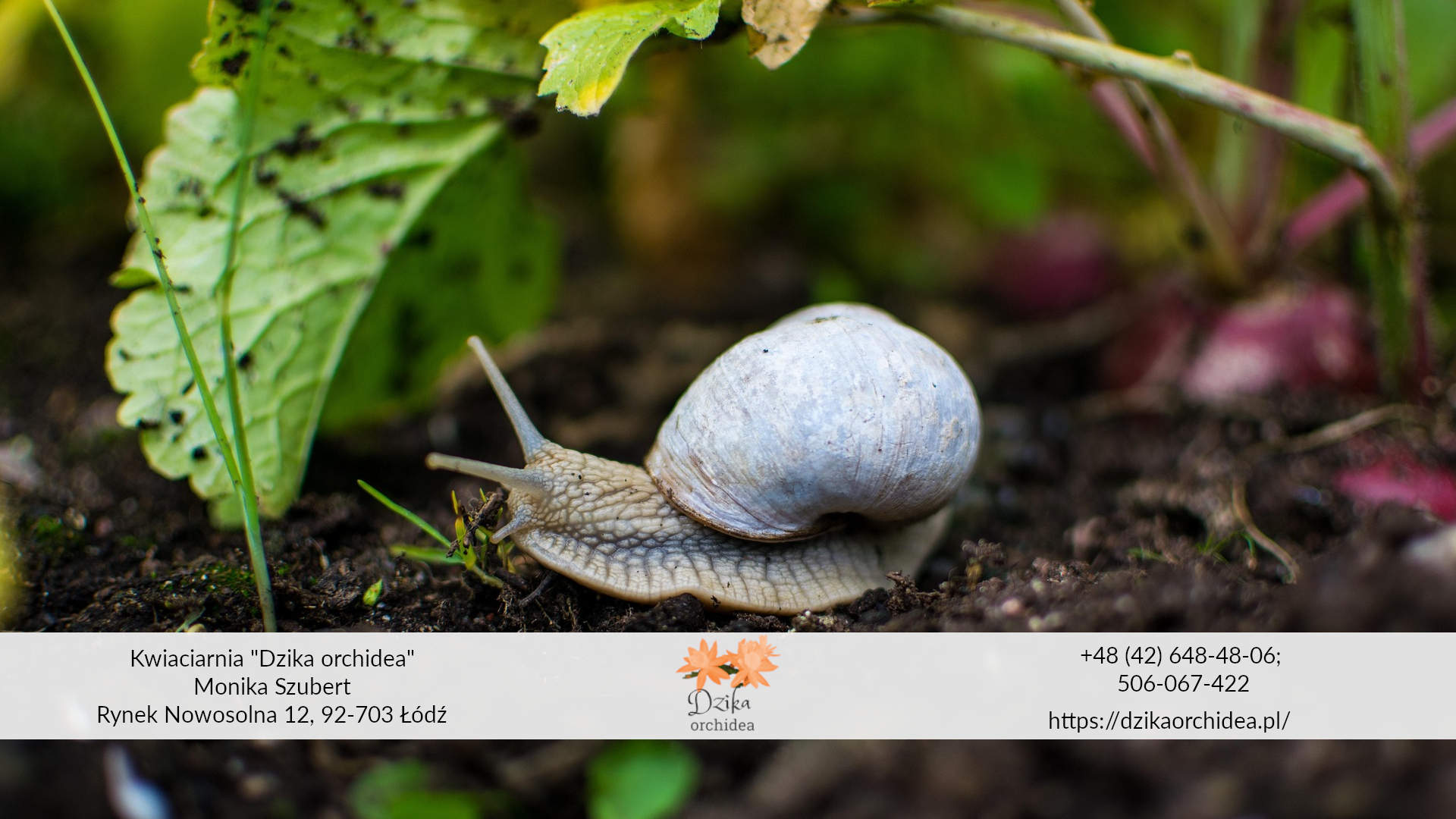 Najlepsza gleba dla kwiatów