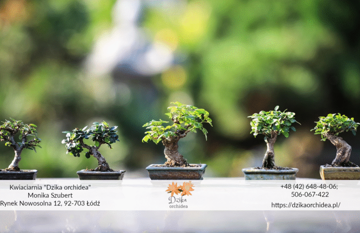 Drzewko szczęścia bonsai