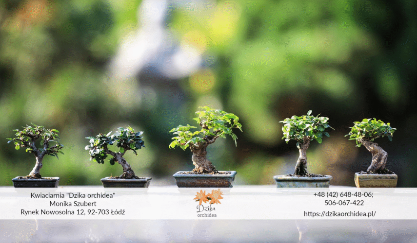 Drzewko szczęścia bonsai