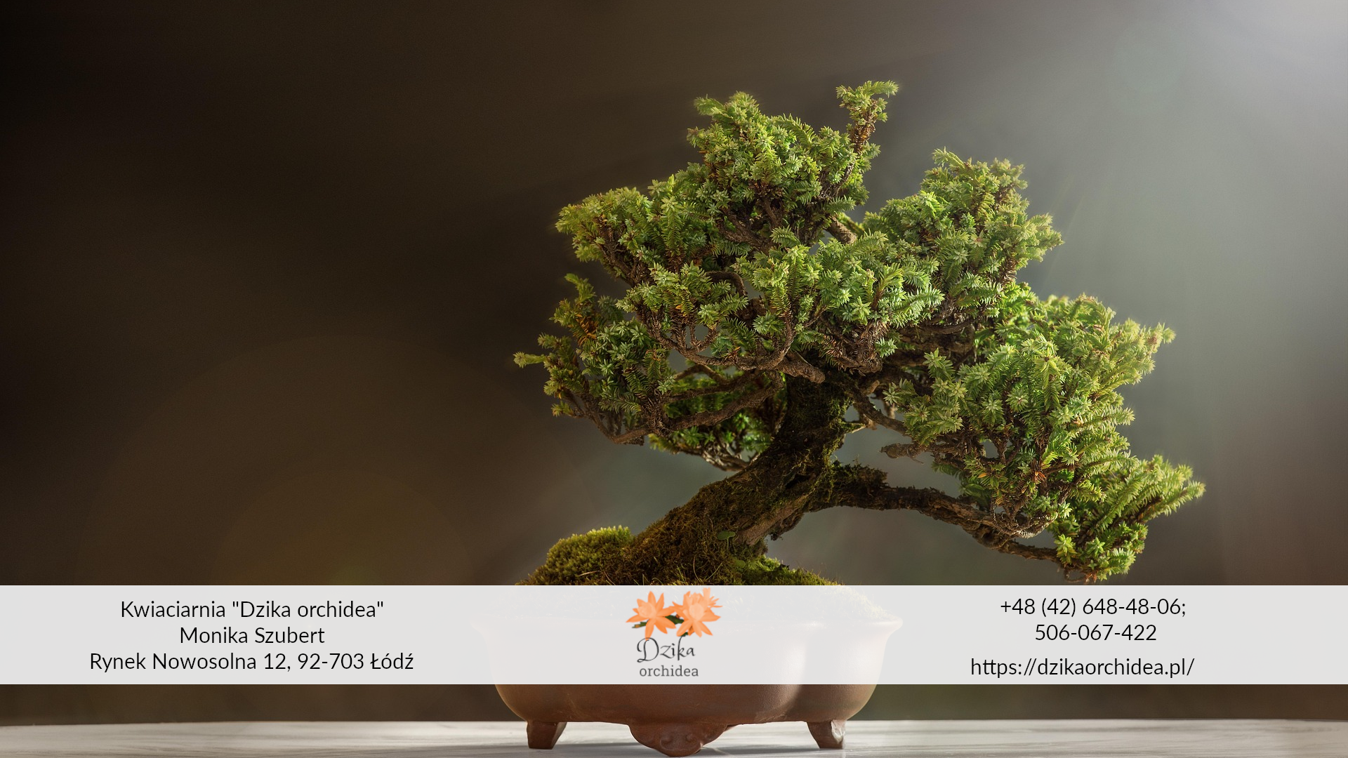 Drzewko szczęścia bonsai sosna