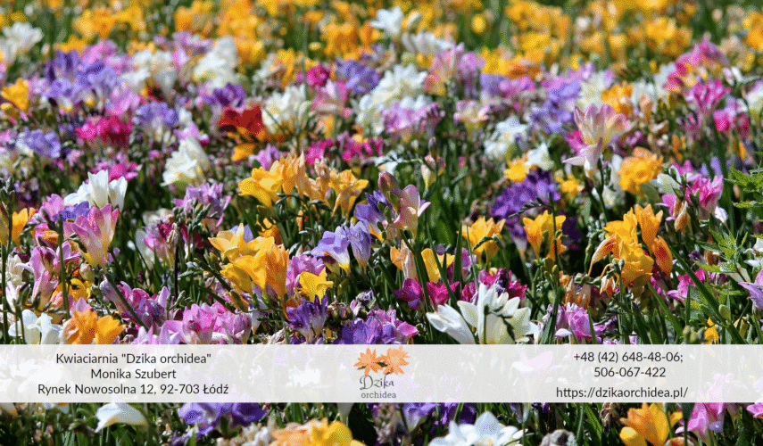 Frezja ogrodowa łąka kiedy sadzić frezje