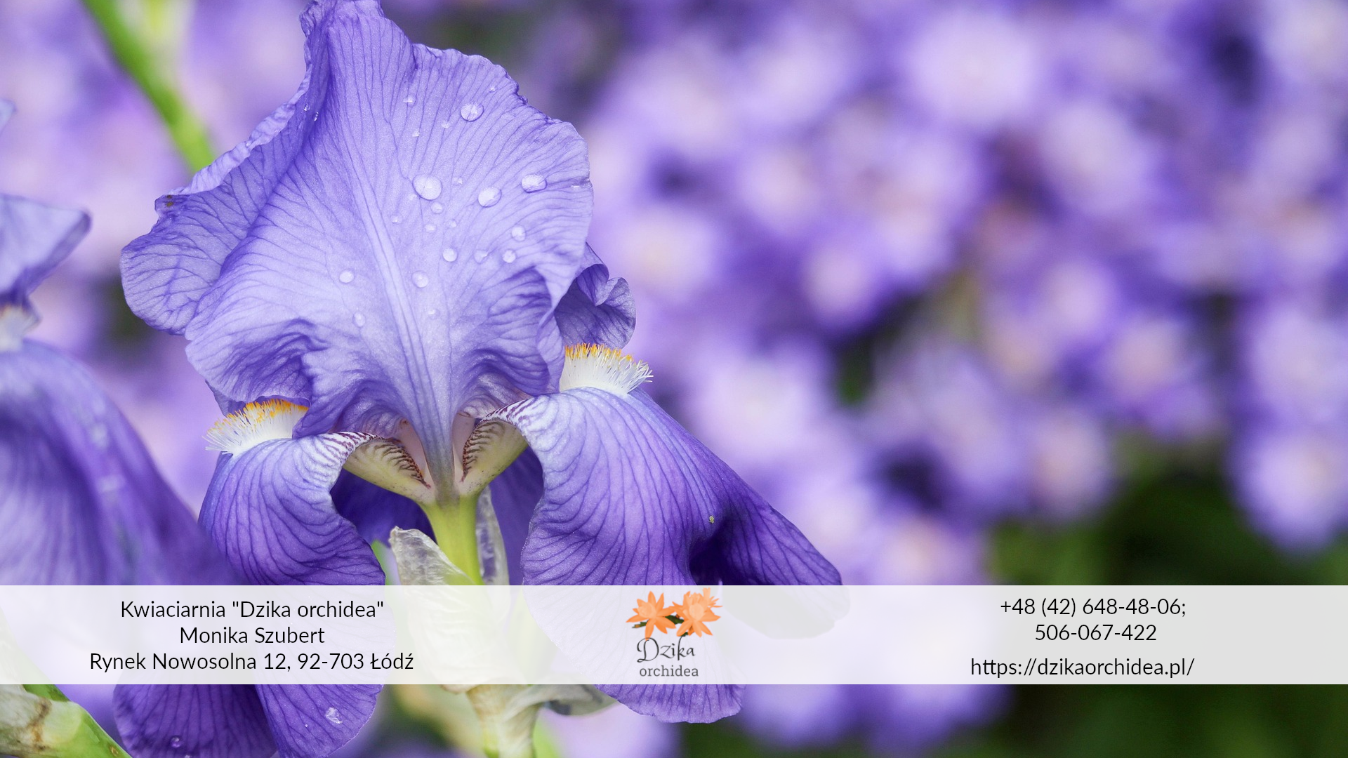 Symbolika kwiatów irys