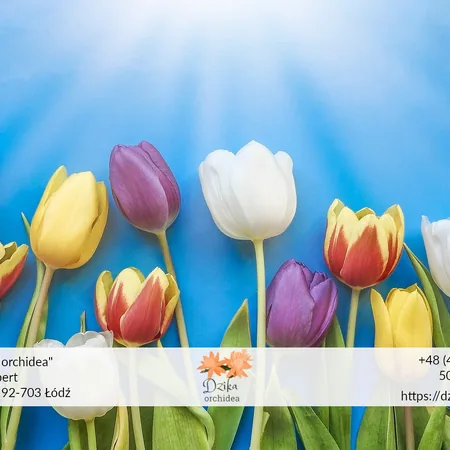 kolory tulipanów i ich znaczenie