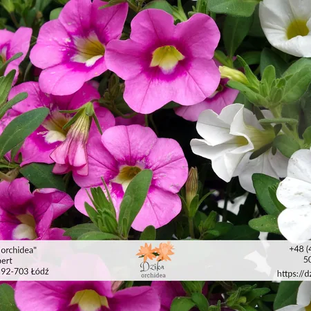 petunia