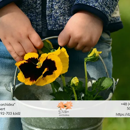 Dzień Matki w Polsce i na świecie bratek