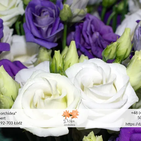 Eustoma w doniczce - uprawa, kiedy sadzić, kwiaty, symbolika