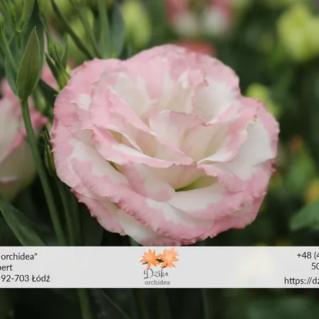 Eustoma bukiet - na jakie okazje pasuje2