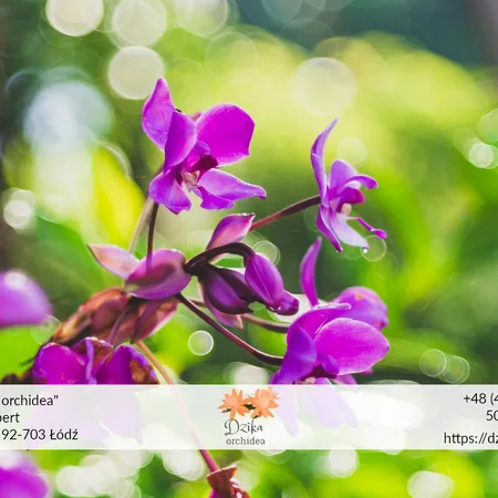 Orchidea a storczyk - czym się różnią4 Storczyk w naturze