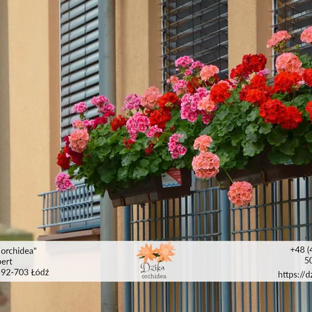 Wiosenne kwiaty doniczkowe na balkon1