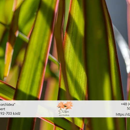 dracena