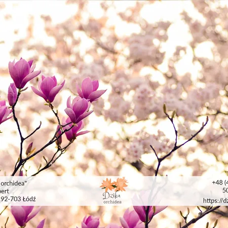Magnolia – pielęgnacja, podlewanie, rodzaje, znaczenie