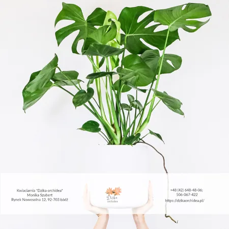 Monstera uprawa