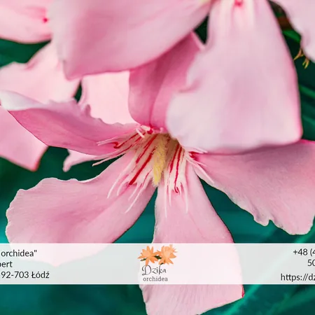 Oleander uprawa, podlewanie, rodzaje, znaczenie