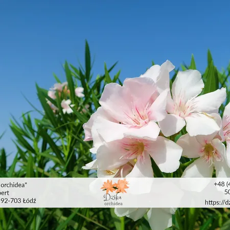 Oleander choroby i jak sobie z nimi radzić