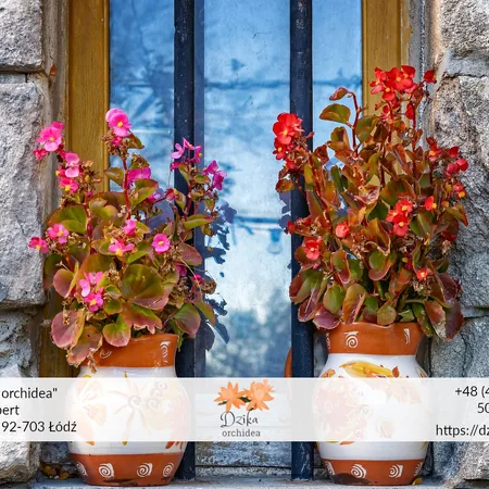 Begonia – cała prawda na jej temat