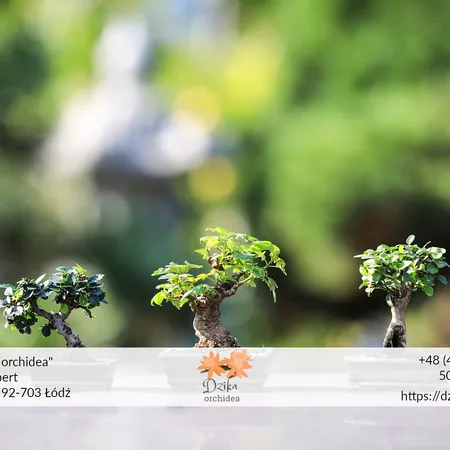 Bonsai w domu i na zewnątrz