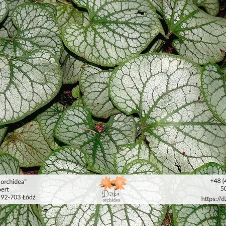 Szczęśliwa fasolka czyli peperomia happy bean