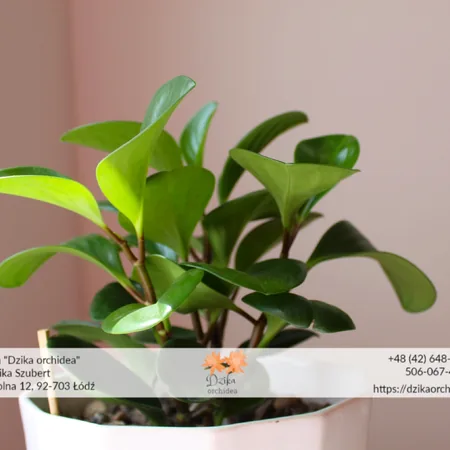Peperomia
