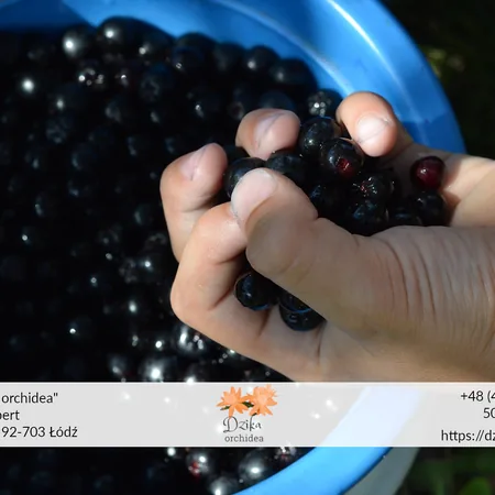 aronia