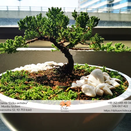 Drzewko Bonsai