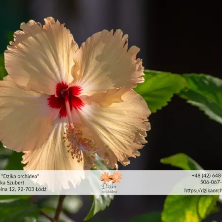 hibiskus