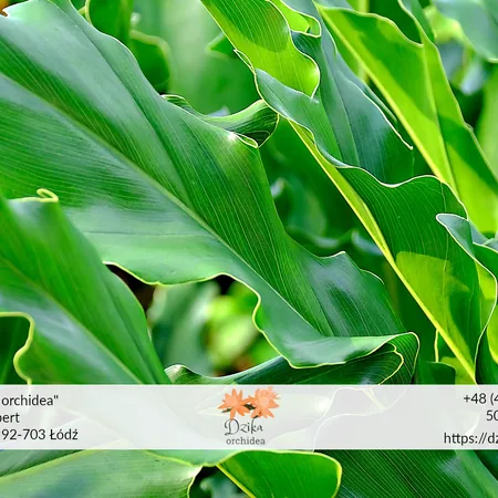 Filodendron – uprawa, podlewanie, znaczenie