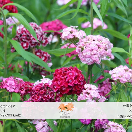 Goździk – piękne kwiaty, pomoc przy bólu zębów i aromatyczna przyprawa 2