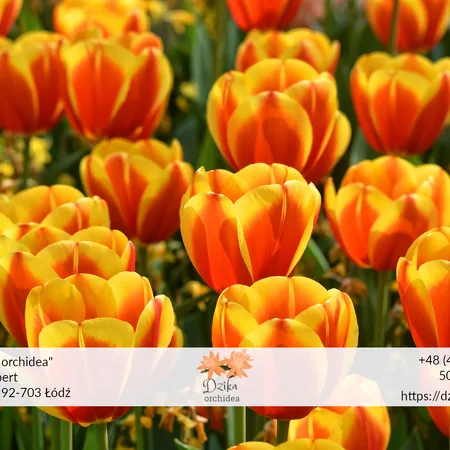 Żółte tulipany Tulipan papuzi