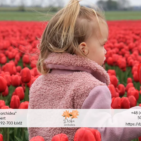 Czerwony tulipan Cebulki tulipanów