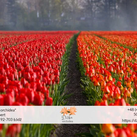 Czerwony tulipan