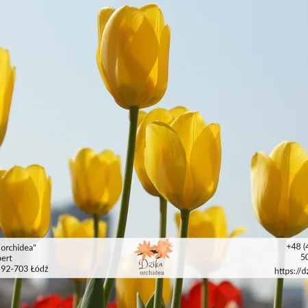 Żółte tulipany