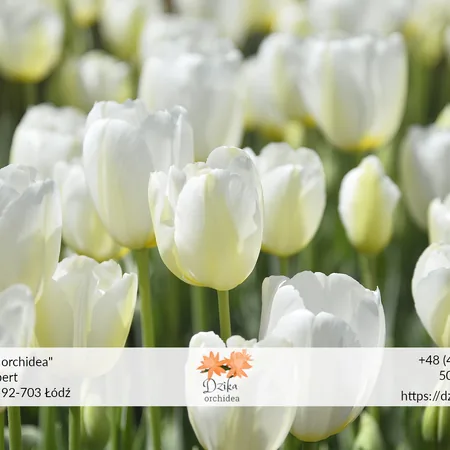 Białe tulipany