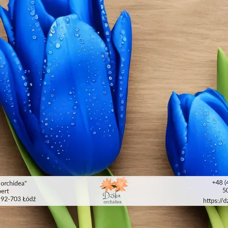 Tulipany niebieskie